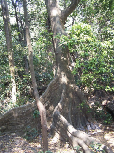 INDE -GOA- Anjuna
